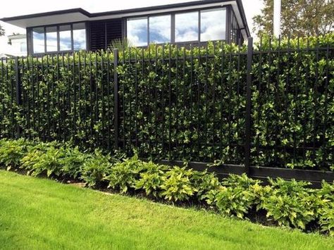 Metal With Hedge Backyard Privacy Fence Design Aluminum Fence Landscaping, Backyard Privacy Fence, Natural Privacy Fences, Pleached Trees, Fence Design Ideas, Black Fence, Natural Fence, Privacy Fence Designs, Fence Designs