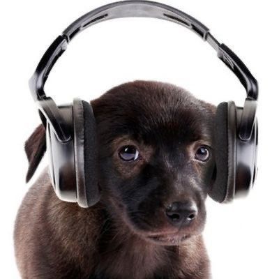 Silly Dogs, Silly Animals, Silly Cats, Cat Ear Headphones, I Love Dogs, Reaction Pictures, Cute Icons, Cute Dogs, Funny Animals