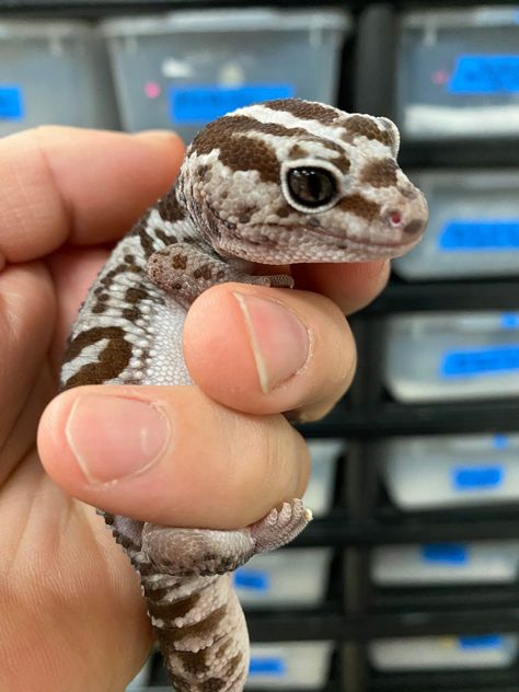 Leapord Gecko Cute, Gecko Fursona, Leopard Gecko Smile, African Fat Tailed Gecko, Spotted Gecko, Gecko Pet, Pet Gecko, Leopard Gecko Cute, Funny Animal Pics