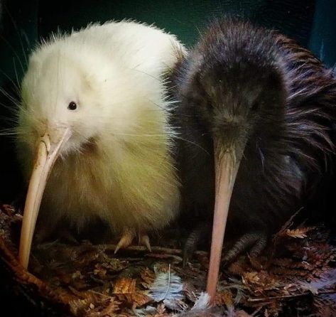 Kiwi Birds, Animals In The Wild, Albino Animals, Kiwi Bird, Being Different, Amazing Pictures, Silly Animals, Weird Animals, Be Beautiful