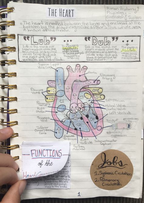 Unit 1 (Human Anatomy and Physiology) - The Circulatory System (Spread #1)      The Heart Spread depicts my notes on the structure and function of the heart. Includes:  - Labeled hand-drawn diagram  - Booklet of the Function of the Heart Components   - Kraft paper disk with Calligraphy that illustrates the heart’s jobs  - Section that describes what occurs within the heart when it beats and performs its “Lub” “Dub” sounds  - Other various details. Human Heart Labeled Diagram, Heart Structure Notes, Human Circulatory System Notes, Human Heart Notes, Heart Anatomy Drawing Notes, Heart Diagram Aesthetic, Heart Structure Diagram, Circulatory System Drawing, Circulatory System Notes