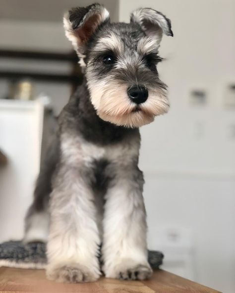 Snauzer Haircut Styles, Cute Shnouzers, Minature Snauzher, Miniature Schnauzer Haircut Hairstyles, Mini Schnauzer Haircut, Mini Snauzer, Mini Schnauzer Grooming Haircuts, Schnauzer Puppy Cut, Schnauzer Grooming Styles