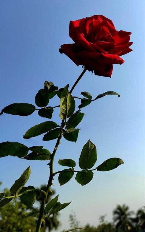 Red rose flower in the rose garden. side view. Soft focus. High quality photo Rosé Side View, Red Rose Flower, Single Rose, Planting Roses, Soft Focus, Quality Photo, Rose Garden, Side View, The Rose