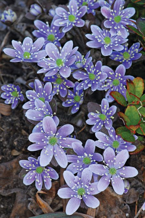 Liverleaf Flower, Maine Flowers, March First, Anemone Hepatica, Gentian Flower, Native Grasses, Violet Evergreen, Garden Tattoos, Shade Loving Perennials