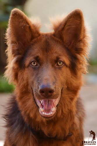 Liver-colored German Shepherd Liver German Shepherd, Red German Shepherd, Yorkshire Terrier Puppies, Terrier Puppies, Pretty Dogs, Shepherd Dogs, Shetland Sheepdog, Shepherd Puppies, German Shepherd Puppies