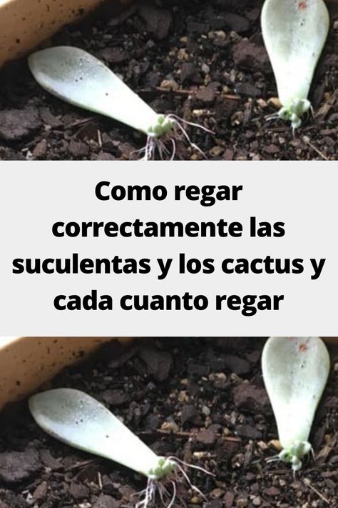 Suculentas Ideas, Cactus Diy, Agaves, Related Images, Cactus Y Suculentas, Cactus, Plants, Color