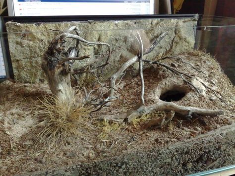 Spider Habitat, Tarantula Habitat, Desert Terrarium, Tarantula Enclosure, Pet Enclosures, Pet Tarantula, Gecko Terrarium, Reptile House, Aquascape Design