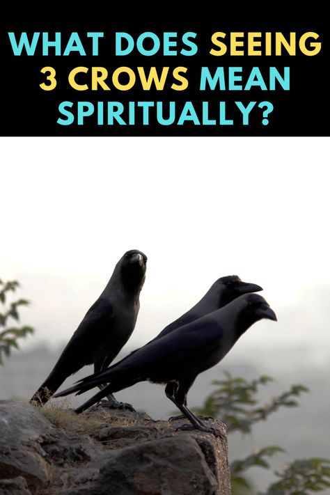 Three Crows Meaning, 3 Crows Spiritual Meaning, 3 Crows Meaning, Crow Meaning, Three Crows, Totem Animals, Counting Crows, Black Crow, Spiritual Health