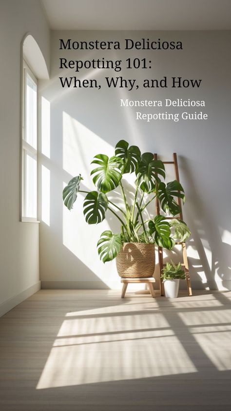 Learn the essential steps for repotting Monstera Deliciosa to promote healthier growth and lusher foliage in your indoor garden. Ideal for beginners and plant enthusiasts alike. Tall Monstera Plant, Medusa Pottery, Repotting Monstera, Monstera Deliciosa Indoor, Monstera Deliciosa Care, Monstera Plant Care, Garden Wall Designs, Study Decor, Potted Houseplants