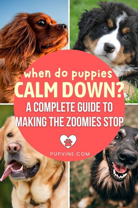 Behavior Board, How To Calm Down, Puppy Development, New Puppy Checklist, My Puppy, Dog Allergies, Dog Safety, Six Month, Sleep Pattern