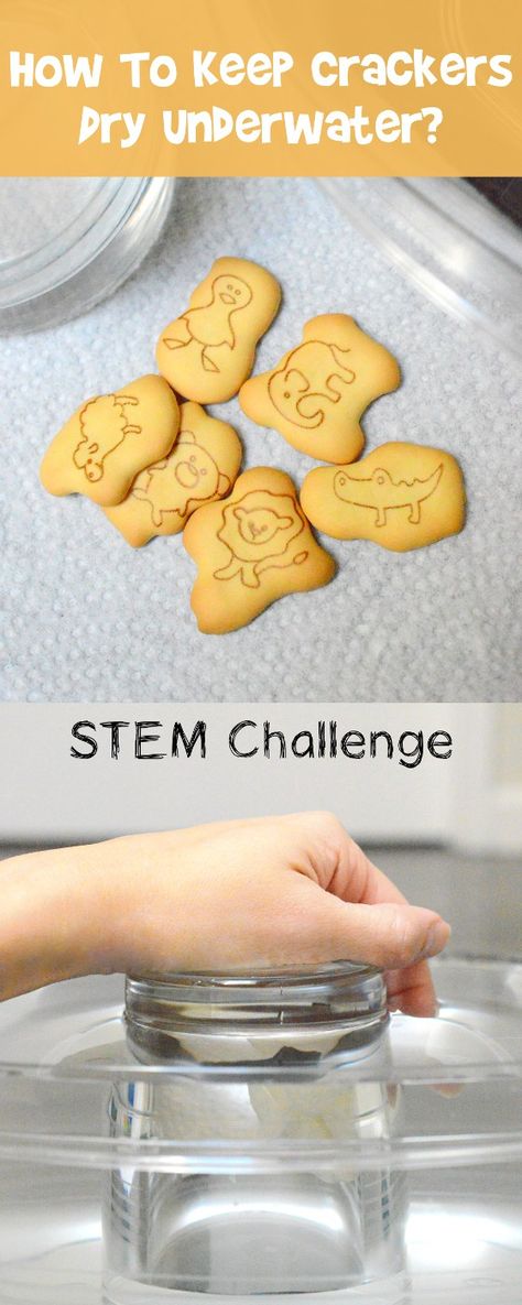 How To Keep Crackers Dry In Water? | STEM Challenge Science Fair Project Ideas, Fair Project Ideas, Animal Cracker, Steam Challenges, Steam Ideas, Science Fair Project, Stem Challenge, Kid Experiments, Easy Science Experiments