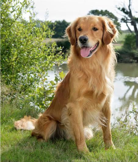 Golden Retriever Short Hair, Golden Retriever Wallpaper, Golden Retriever Training, Golden Retriever Rescue, Golden Retriever Funny, Golden Retriever Mix, Golden Retriever Puppy, Retriever Puppy, Dogs Golden Retriever