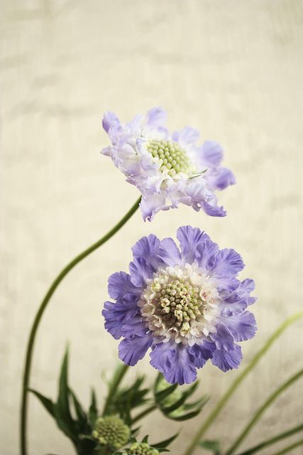 Scabiosa is a diverse flower suitable for traditional arrangements and garden-style arrangements. Scabiosa Flower Bouquet, Lilac Scabiosa, Scabiosa Bouquet, Lavender Scabiosa, Scabious Flower, Purple Scabiosa, Blue Scabiosa, Scabiosa Flower, Pincushion Flower