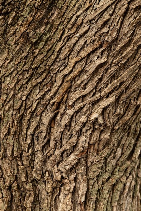 brown tree trunk in close up photography photo – Free Texture Image on Unsplash Texture Pictures, Palm Tree Flowers, Tree Texture, Cloud Texture, Brown Tree, Dark Portrait, Tree Textures, Wood Trunk, Texture Photography