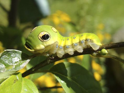 Silkworm Moth, Swallowtail Caterpillar, Spicebush Swallowtail, Brown Bugs, Cecropia Moth, Scary Snakes, Spider Species, Milkweed Plant, Tiger Moth