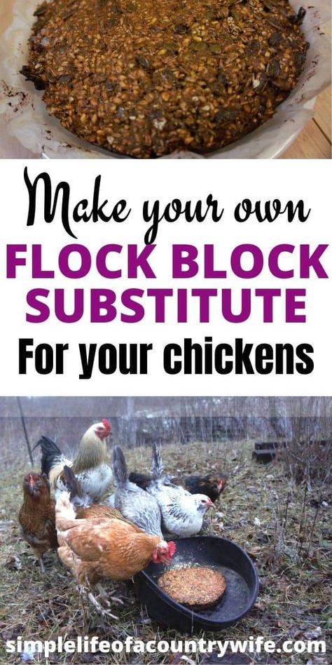 Chicken Feed Diy, Treats For Chickens, Flock Block, Homesteading Tips, Chicken Flock, Raising Chicks, Chicken Feeders, Backyard Chicken Farming, Chicken Treats