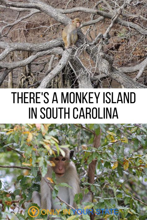 There's a hidden monkey colony on this South Carolina island and you can take a boat tour. You can also kayak to this unique destination with an interesting history. Sullivan Island South Carolina, Roadtrip Playlist, Sullivan's Island South Carolina, Rhesus Monkey, Hunting Island South Carolina, Swamp Rabbit Trail South Carolina, Mustang Island State Park, Myrtle Beach Trip, Charleston Vacation