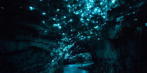 Photographer Joseph Michael took incredible shots of glowing worms that fill these New Zealand caves with a wondrous blue-green light. Waitomo Caves, Glow Worm Cave, Limestone Caves, Long Exposure Photos, Dark Cave, Underground Caves, Glow Worm, Socotra, Underground World