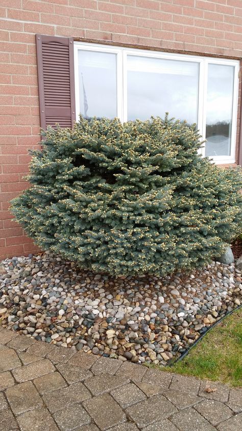 9 or 10 yr old globe blue spruce as foundation planting too big #397305 - Ask Extension Globe Blue Spruce, Blue Spruce Tree, Old Globe, Tree Pruning, Foundation Planting, Spruce Tree, A Globe, Hedge Trimmers, Blue Spruce