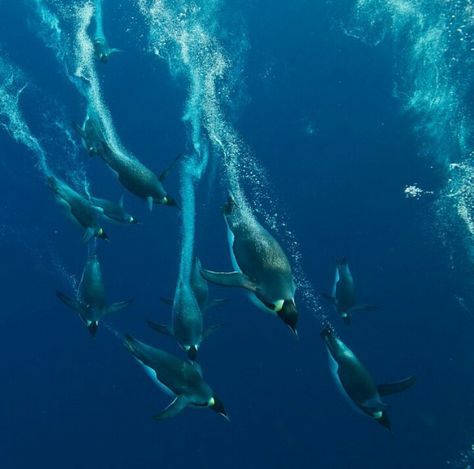 . Emperor Penguins, Tron Legacy, Olympic Swimmers, Emperor Penguin, Capture Photo, Wild Nature, Nature Photos, Under The Sea, Penguins