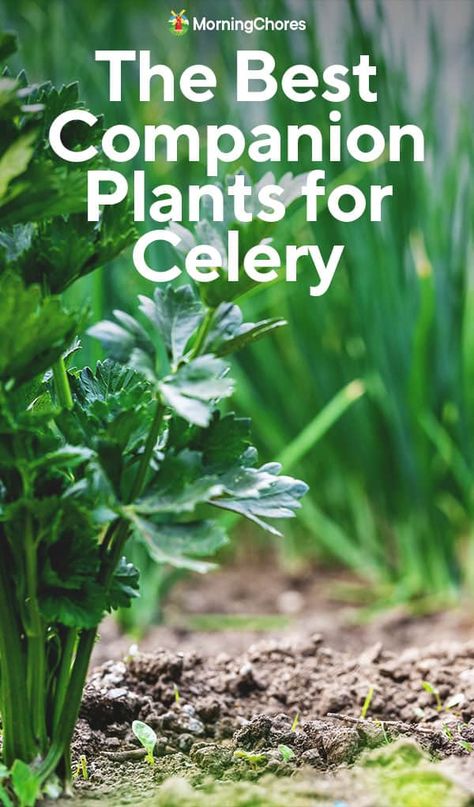 The Best Celery Companion Plants For a Bumper Crop Celery Companion Plants, Celery Companion Planting, Cabbage Companion Plants, Planting Celery, Celery Growing, Vegetables Ideas, Celery Plant, Morning Chores, Growing Radishes