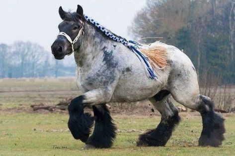 Ardennes Horse, Horse Types, Brabant Horse, Horse Projects, Belgian Draft Horse, Budweiser Clydesdales, Draft Horse, Big Horses, Horse Property