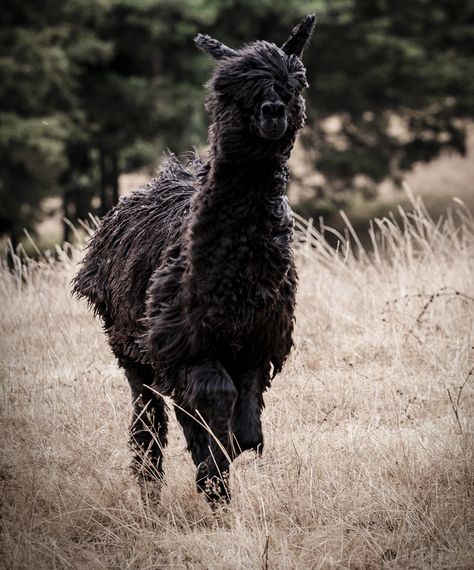 Shadow Wood Alpacas Funny Looking Animals, Black Alpaca, Alpaca My Bags, Baa Baa Black Sheep, Pet Things, Dream Farm, Auckland Nz, Suri Alpaca, Llama Alpaca