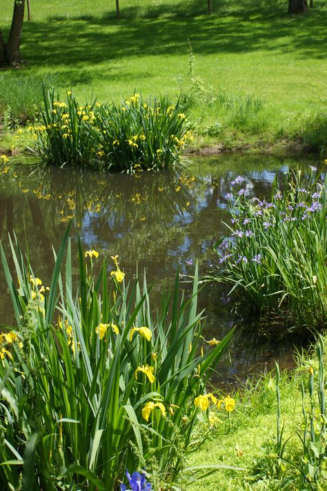 Water iris near a pond | par KarlGercens.com GARDEN LECTURES Water Plants For Ponds, Water Iris, Gardenia Plant, Retention Pond, Farm Pond, Frog Pond, Water Grass, Cottage Painting, Natural Pond