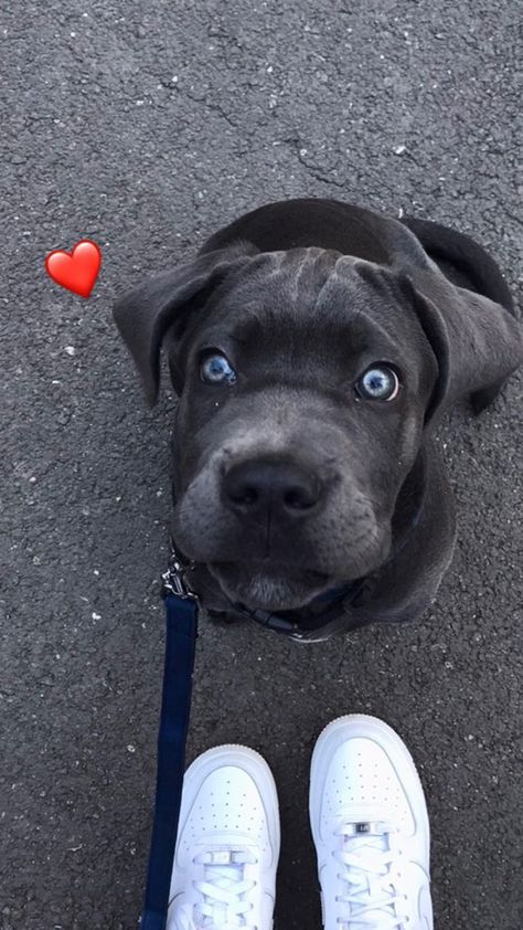 Cute Cane Corso Puppies, Cane Corso Blue Eyes, Came Corso Aesthetic, Cane Corso Dog Aesthetic, Blue Cane Corso Puppy, Came Corso Puppy, Came Corso Dog, Cane Corso Dog Blue, Blue Eye Dog