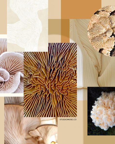 Mushroom Mood Board, Mushroom Moodboard, Muse Board, Thesis Ideas, Fashion Show Themes, Mushroom Varieties, Oyster Mushroom, Biophilic Design, Superbowl Party Food