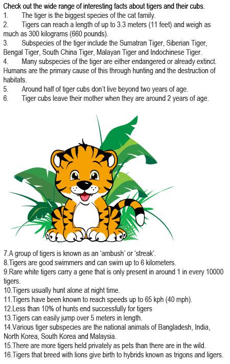 Facts about tigers for kids http://firstchildhoodeducation.blogspot.com/2013/08/facts-about-tigers-for-kids.html Tiger Facts For Kids, Zoo Activities Preschool, Zoo Lessons, Animal Fact File, Project Tiger, Animal Facts For Kids, Lion Facts, Tiger Facts, Tiger Species