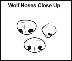 How to draw wolves. STEP 4 Here are some different types of noses that you may want to choose for your wolf drawing. There is front view, 3/4 view, and side view. Different Types Of Noses, Wolf Nose, Types Of Noses, Drawing Wolves, Drawing Animals, Nose Drawing, Dog Nose, Wolf Drawing, Drawing Cartoon