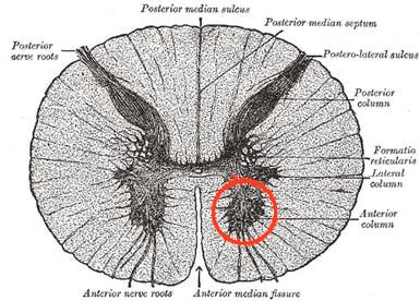 What is the Anterior Horn of the Spinal Cord? Spinal Cord Nerves Anatomy, Corticospinal Tract, Hypothalamus And Pituitary Gland, Dorsal Root Ganglion, Ascending And Descending Tracts Of Spinal Cord, Tower Of Babylon, Blood Simple, Brain And Spinal Cord, Arc Of The Covenant