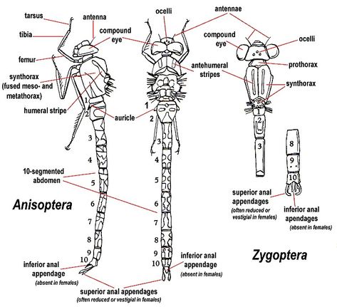 Dragonfly Anatomy Drawing, Dragonfly Anatomy, Bug Anatomy, Insect Anatomy, Beetle Drawing, Butterfly Legs, Dragonfly Images, Dragonfly Drawing, Dragonfly Photos