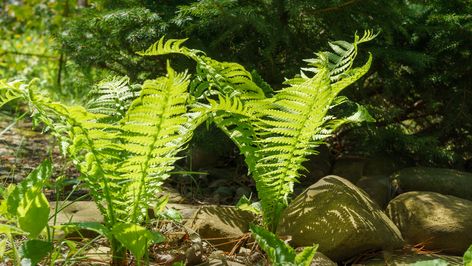 Ferns Around Trees, Ostrich Ferns Garden Ideas, Ostrich Fern Landscaping, Ferns Under Trees, Ostrich Ferns And Hostas, Types Of Ferns Outdoor, Ostrich Ferns, Victorian Fern Garden, Garden Ferns