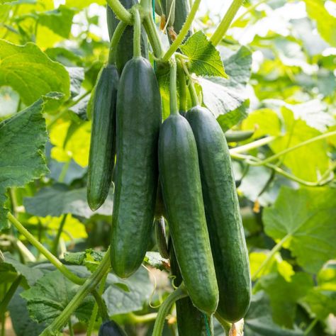 How To Get More Cucumbers From Your Plants - 3 Big Secrets To Keep Plants Productive In The Summer! Growing Zucchini Vertically, Cucumber Plants, Growing Zucchini, Zucchini Recipes Healthy, Easy Vegetables To Grow, Small Cucumber, Cucumber Plant, Growing Cucumbers, Healthy Zucchini