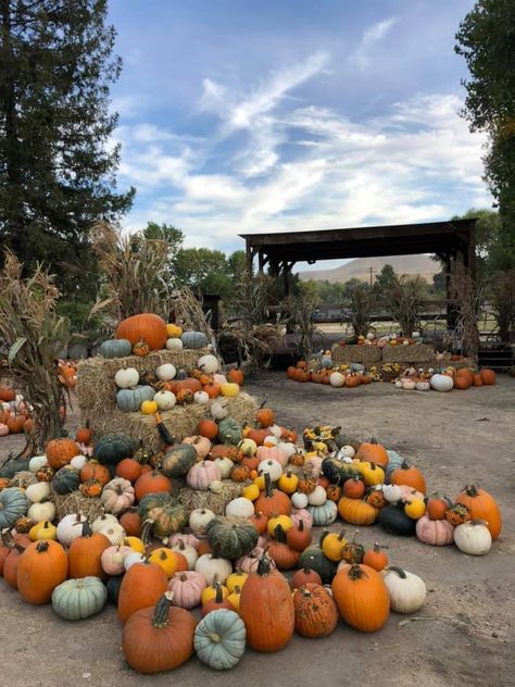 Pumpkin Patch Display, Pumpkin Patch Ideas, Pumpkin Patch Business, Haunted Farm, Pumpkin Patch Design, Farm Market Ideas, Patch Inspiration, Colocasia Esculenta, Pumpkin Patch Farm