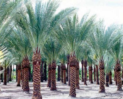 California Landscaping, Dates Tree, Sunset Color Palette, Palm Trees Landscaping, Landscaping Around Trees, Growing Vines, Date Palm, Palm Plant, Garden Landscape Design