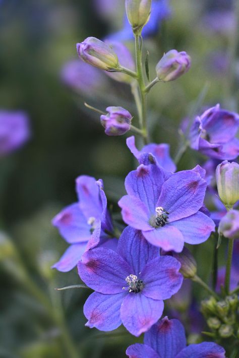 ..... Larkspur Photography, Larkspur Flower, Flowers Images, Things To Paint, Floral Photography, Flower Photography, Floral Artwork, Garden Of Eden, Garden Trees