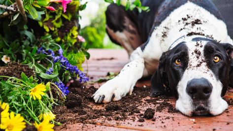 10 Ways to Keep Dogs Out of Your Flower Beds – SheKnows Dug The Dog, Dog Safe Plants, Sensory Garden, Food Dog, Dog Garden, Poisonous Plants, Letting Go Of Him, Bad Dog, High Five