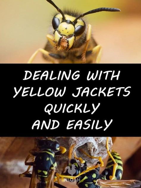 Dealing with Yellow Jackets Quickly and Easily • New Life On A Homestead | Homesteading Blog Yellow Jacket Bee, Yellow Jacket Trap, Yellow Jacket Wasp, Repellent Diy, Homesteading Tips, Household Pests, Micro Nutrients, Bees And Wasps, Fly Repellant