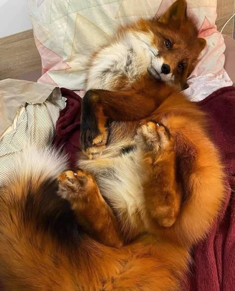 Cute Foxes, Fox Pictures, Pet Fox, Pretty Animals, Silly Animals, Cute Fox, Cute Animal Pictures, Red Fox, Cute Creatures