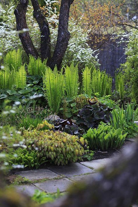 Shade Garden Design, Ferns Garden, Shade Garden Plants, Hosta Gardens, Moon Garden, Have Inspiration, Forest Garden, Woodland Garden, Garden Pathway