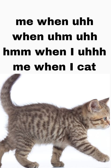 Do Not The Cat Me When I The Cat, Can I Come Over And Stare At You Cat, Me When I See A Cat, I Got Too Silly Cat, Funny Merry Christmas Memes, Funny Valentine Memes, Relatable Pictures, Warrior Cat Memes, Funny And Relatable