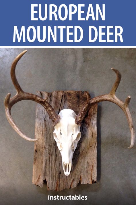 Hunting Ideas Diy, Rustic Deer Mounts, Barnwood Deer Mount, How To Make A European Deer Mount, Skull Mounts Ideas Deer, Mounting Deer Skull, How To Do A European Deer Mount, Diy Deer Skull Mount, Euro Deer Mount