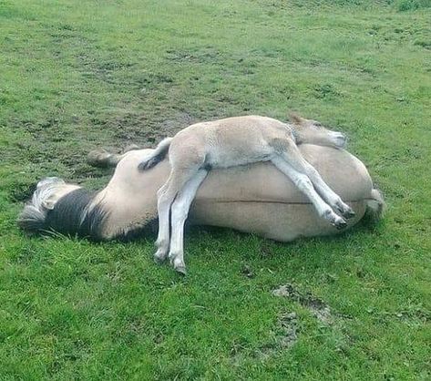 Horse Laying Down, Horses Funny, Diy Outfits, Best Funny Photos, What Kind Of Dog, Animals Pictures, Baby Horses, Kinds Of Dogs, Elephant Love