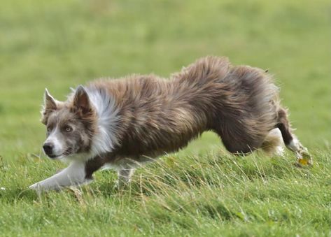 Lilac Border Collie Border Collie Lilac, Brindle Border Collie, Tri Color Border Collie, Border Collie Herding, Lilac And White Border Collie, Border Collie Working Sheep, Smartest Dog Breeds, Border Collie Brown And White, Australian Shepherd Dogs