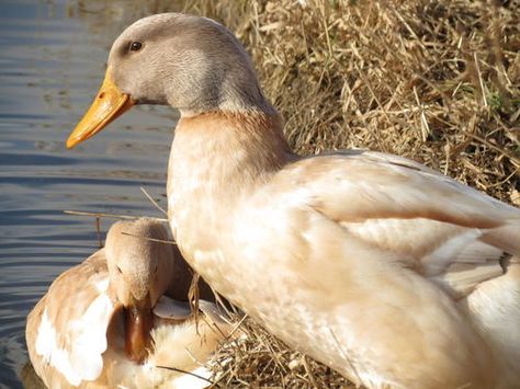 Duck Breed Focus - Buff Orpington Orpington Duck, Buff Duck, Dust Bath For Chickens, Keeping Ducks, Backyard Animals, Duck Breeds, Buff Orpington, Raising Ducks, Dust Bath