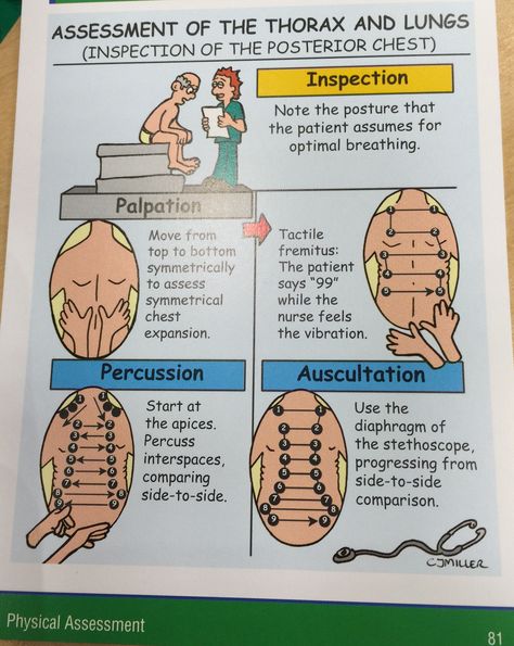 Assessment of the thorax and lungs Respiratory Assessment, Health Assessment Nursing, Nursing Information, Nursing Board, Nursing Assessment, Health Assessment, Family Nurse Practitioner, Pulmonology, Nursing School Survival