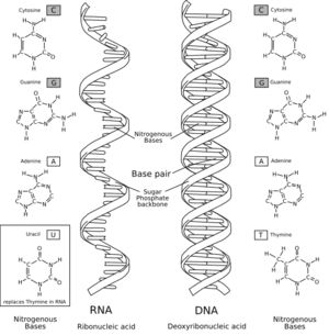 Structural differences between DNA and RNA. Click to enlarge. Dna Polymerase, Dna Replication, Dna Molecule, Map Activities, Slow Aging, Nobel Prize Winners, Nucleic Acid, Cell Biology, Color Worksheets